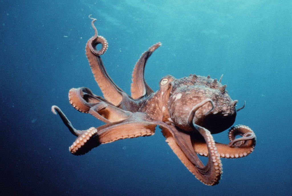 One of the Bilateria: The Octopus